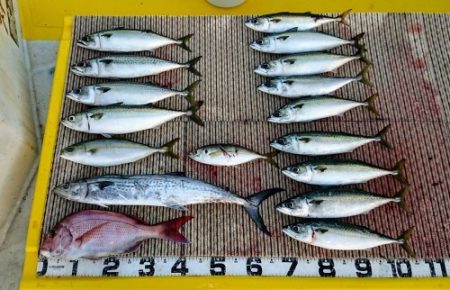 火遠理丸（ほおりまる） 釣果