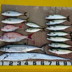 火遠理丸（ほおりまる） 釣果