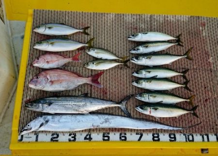 火遠理丸（ほおりまる） 釣果