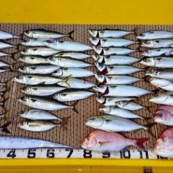 火遠理丸（ほおりまる） 釣果