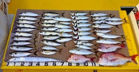 火遠理丸（ほおりまる） 釣果