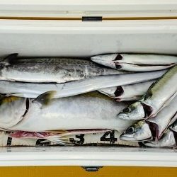 火遠理丸（ほおりまる） 釣果