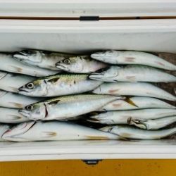 火遠理丸（ほおりまる） 釣果