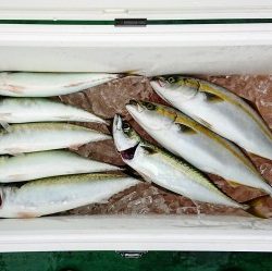 火遠理丸（ほおりまる） 釣果