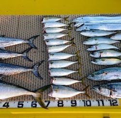 火遠理丸（ほおりまる） 釣果