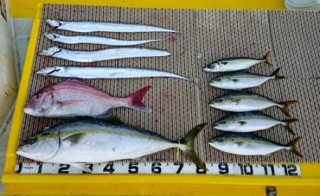 火遠理丸（ほおりまる） 釣果