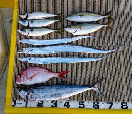 火遠理丸（ほおりまる） 釣果