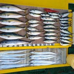 火遠理丸（ほおりまる） 釣果