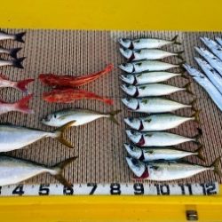 火遠理丸（ほおりまる） 釣果