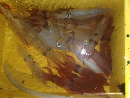 第二むつ漁丸 釣果