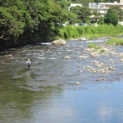 狩野川(狩野川漁業協同組合) 釣果