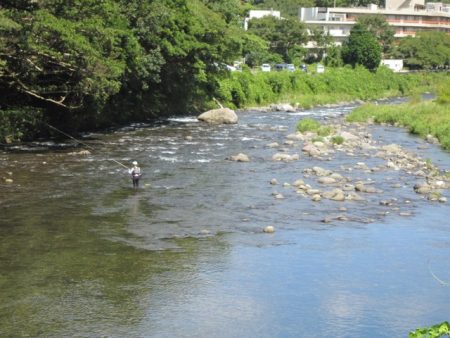 狩野川(狩野川漁業協同組合) 釣果