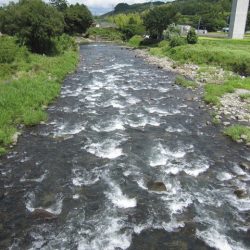 狩野川(狩野川漁業協同組合) 釣果