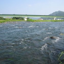 狩野川(狩野川漁業協同組合) 釣果