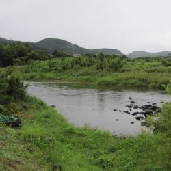 狩野川(狩野川漁業協同組合) 釣果