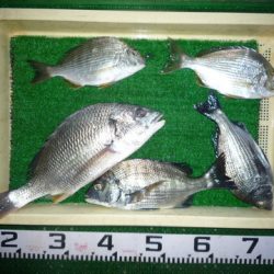 海山フィッシングセンター 釣果