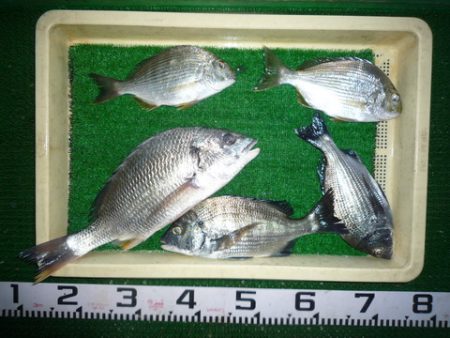 海山フィッシングセンター 釣果