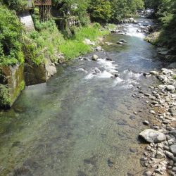 狩野川(狩野川漁業協同組合) 釣果