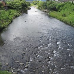 狩野川(狩野川漁業協同組合) 釣果