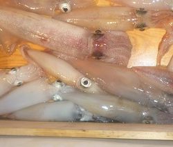 松福丸 釣果