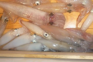 松福丸 釣果