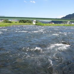狩野川(狩野川漁業協同組合) 釣果