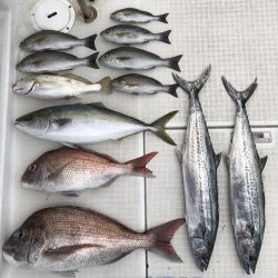 剣 釣果