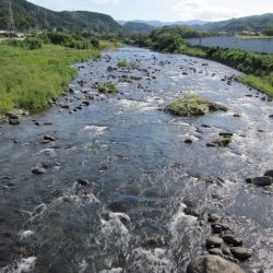 狩野川（狩野川漁業協同組合） 釣果