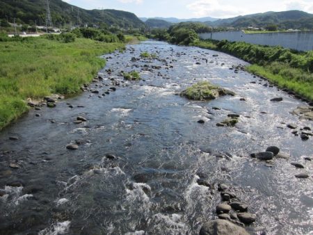 狩野川（狩野川漁業協同組合） 釣果