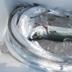 こうゆう丸 釣果