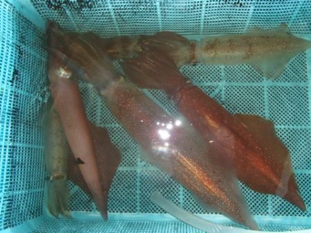 第二むつ漁丸 釣果