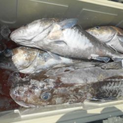 こうゆう丸 釣果