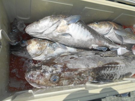 こうゆう丸 釣果