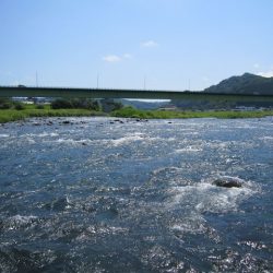狩野川(狩野川漁業協同組合) 釣果