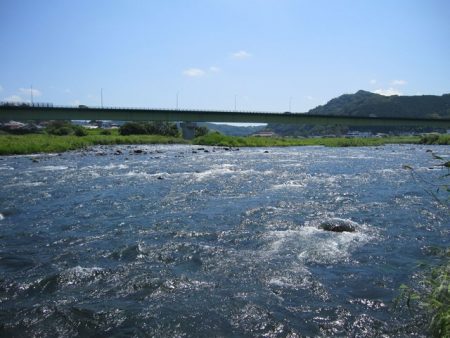 狩野川(狩野川漁業協同組合) 釣果