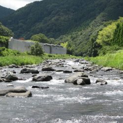 狩野川(狩野川漁業協同組合) 釣果