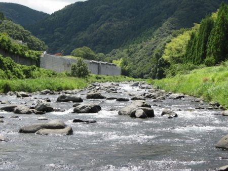 狩野川(狩野川漁業協同組合) 釣果