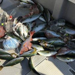 ミタチ丸 釣果
