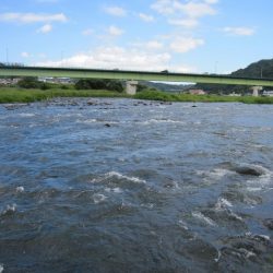 狩野川(狩野川漁業協同組合) 釣果