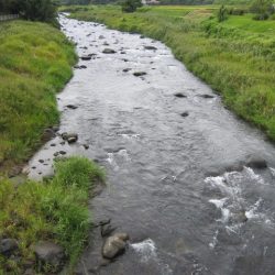 狩野川(狩野川漁業協同組合) 釣果