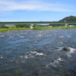 狩野川（狩野川漁業協同組合） 釣果