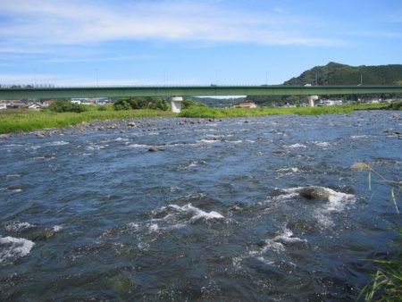狩野川（狩野川漁業協同組合） 釣果