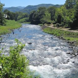 狩野川(狩野川漁業協同組合) 釣果