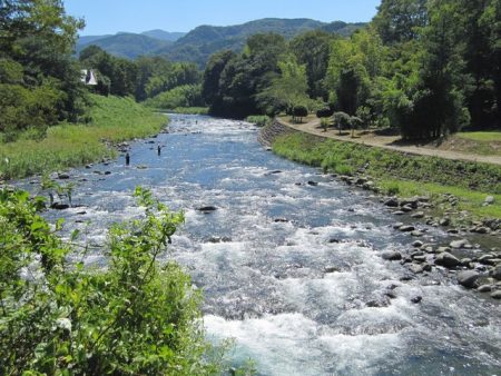 狩野川(狩野川漁業協同組合) 釣果