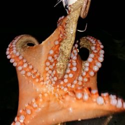 広範囲をスピーディーに探れるタコーレはランガンスタイルにピッタリ！ メガバスTACO-Leモニター投稿