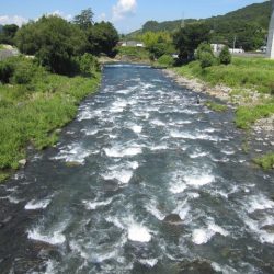 狩野川(狩野川漁業協同組合) 釣果