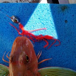 遊漁船 ニライカナイ 釣果