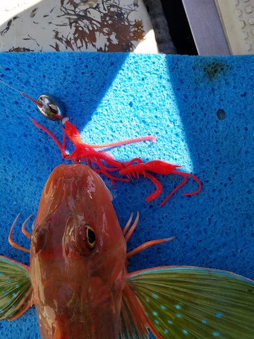 遊漁船 ニライカナイ 釣果