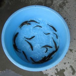 狩野川(狩野川漁業協同組合) 釣果