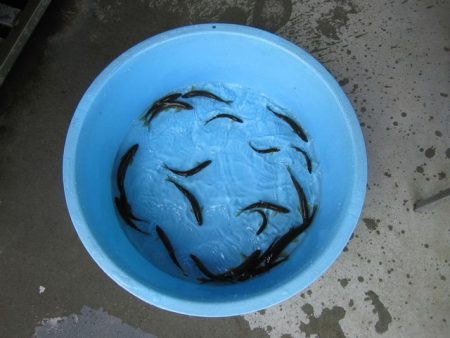 狩野川(狩野川漁業協同組合) 釣果